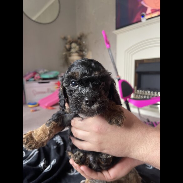 Cockapoo