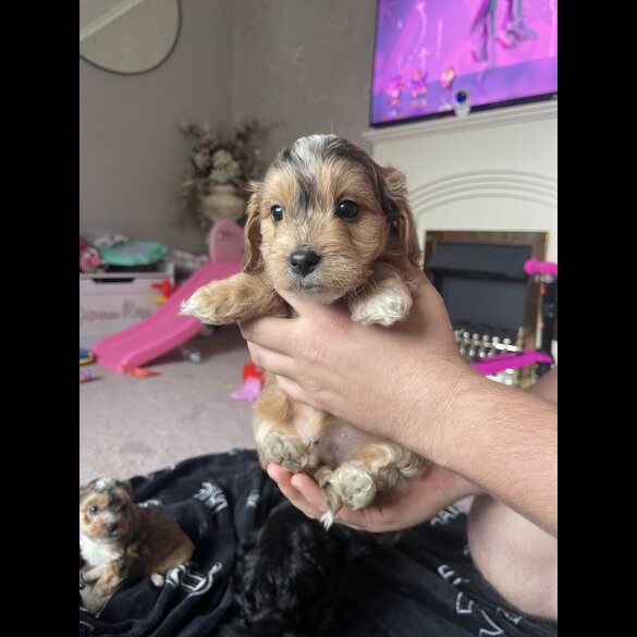Cockapoo