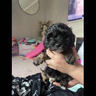 Cockapoo
