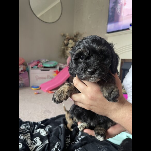 Cockapoo