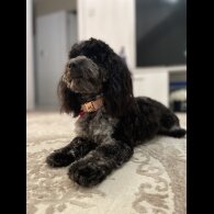 Cockapoo