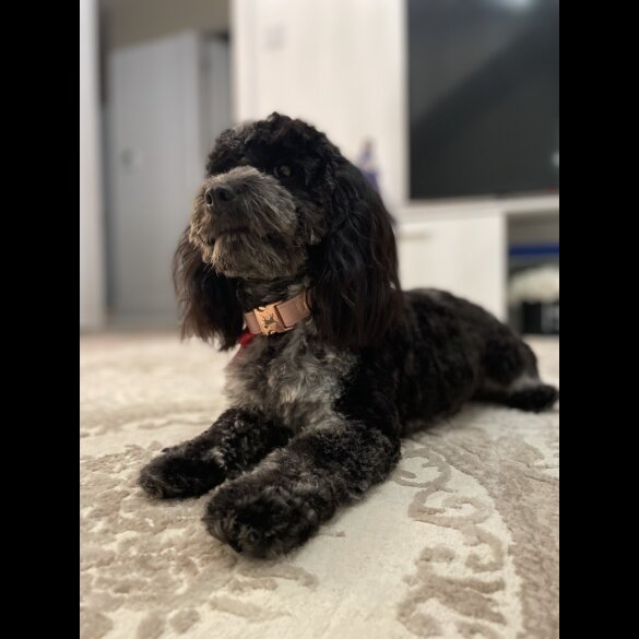 Cockapoo
