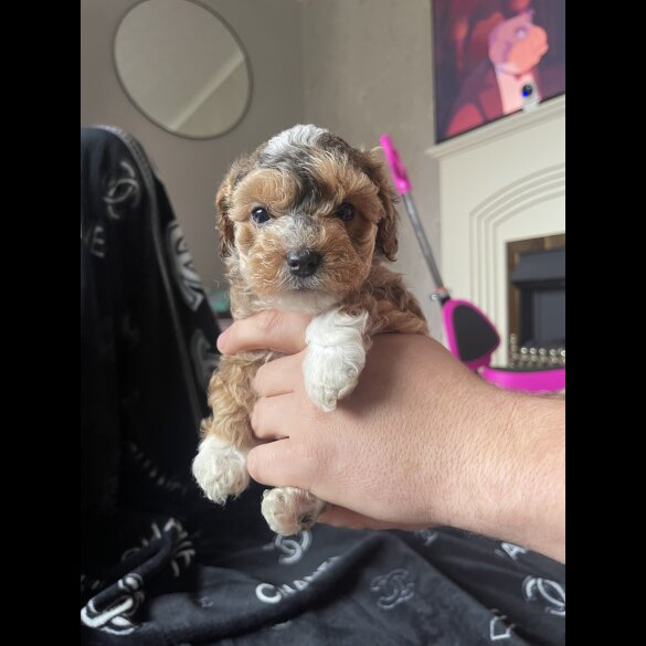 Cockapoo