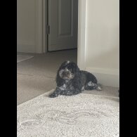 Cockapoo