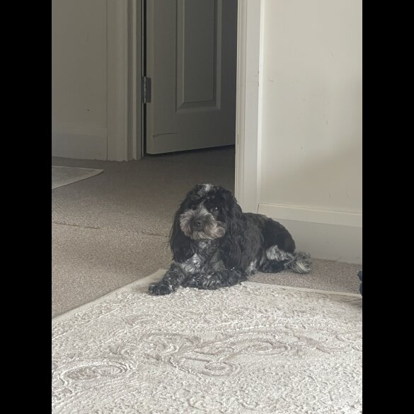 Cockapoo