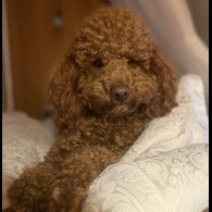 Cockapoo