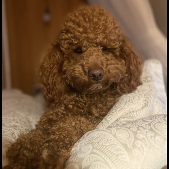 Cockapoo