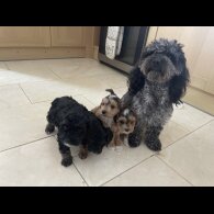 Cockapoo