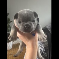 French Bulldog