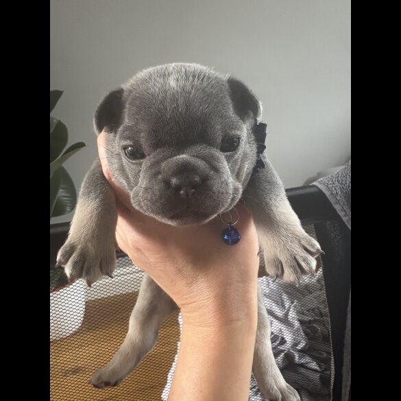 French Bulldog