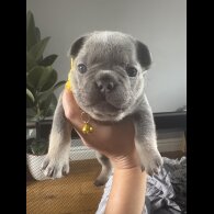 French Bulldog