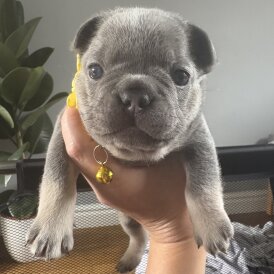 French Bulldog