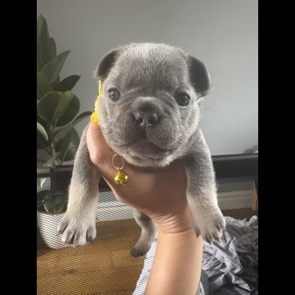French Bulldog