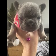 French Bulldog