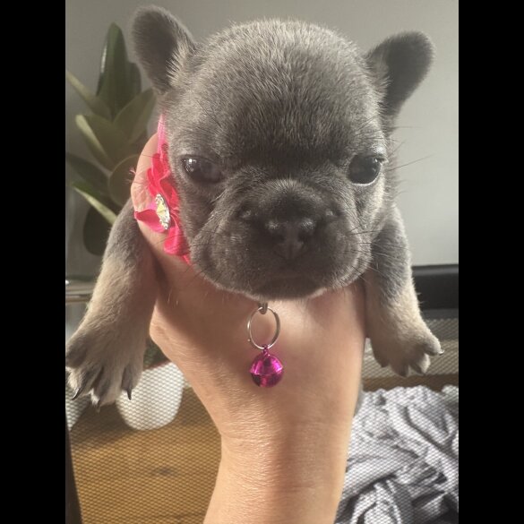 French Bulldog
