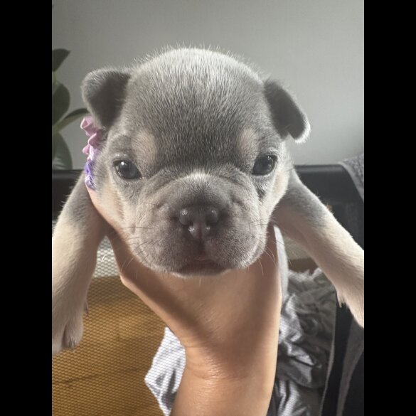 French Bulldog
