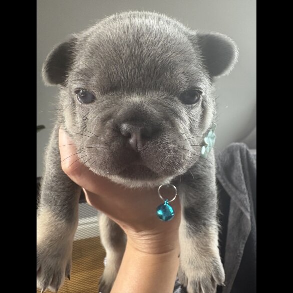 French Bulldog