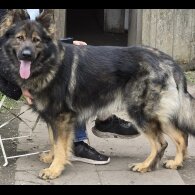 German Shepherd (Alsatian)
