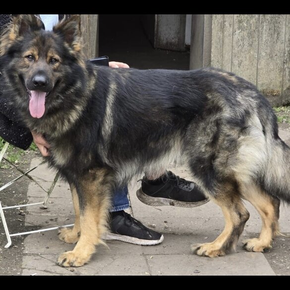 German Shepherd (Alsatian)