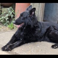 German Shepherd (Alsatian)