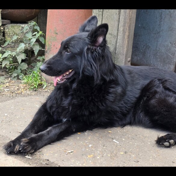 German Shepherd (Alsatian)