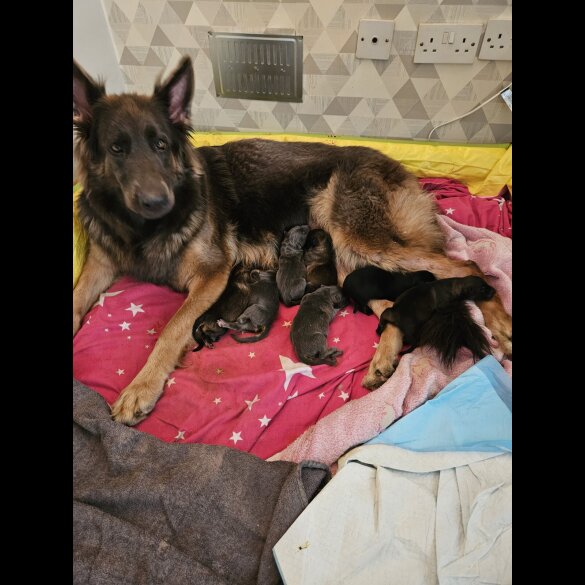 German Shepherd (Alsatian)