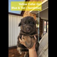 German Shepherd (Alsatian)