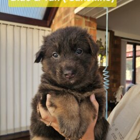 German Shepherd (Alsatian)