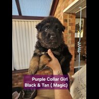 German Shepherd (Alsatian)
