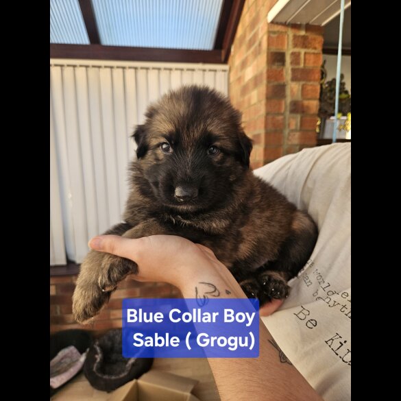 German Shepherd (Alsatian)