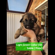 German Shepherd (Alsatian)