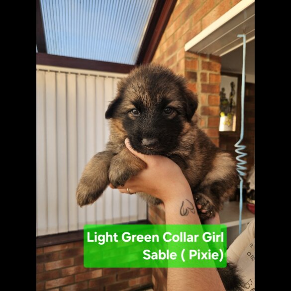 German Shepherd (Alsatian)
