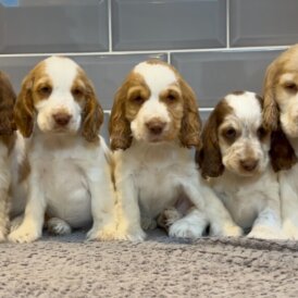 Cocker Spaniel (Show)