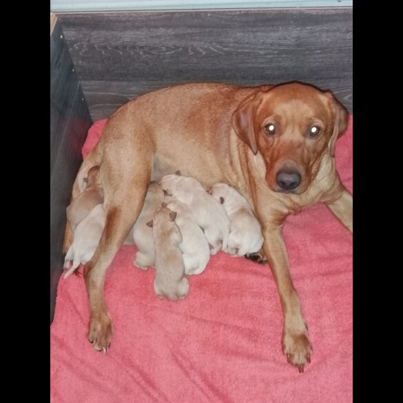 Labrador Retriever