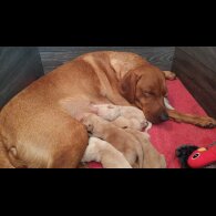 Labrador Retriever