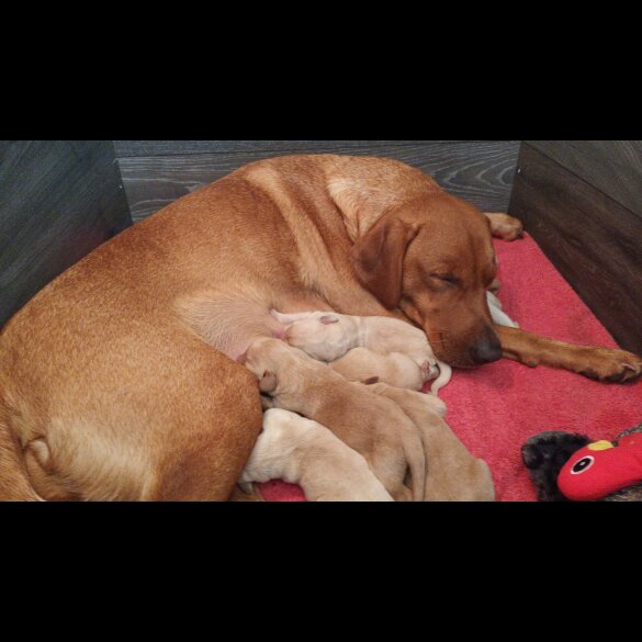 Labrador Retriever