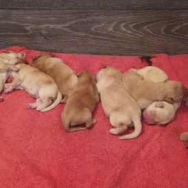 Labrador Retriever