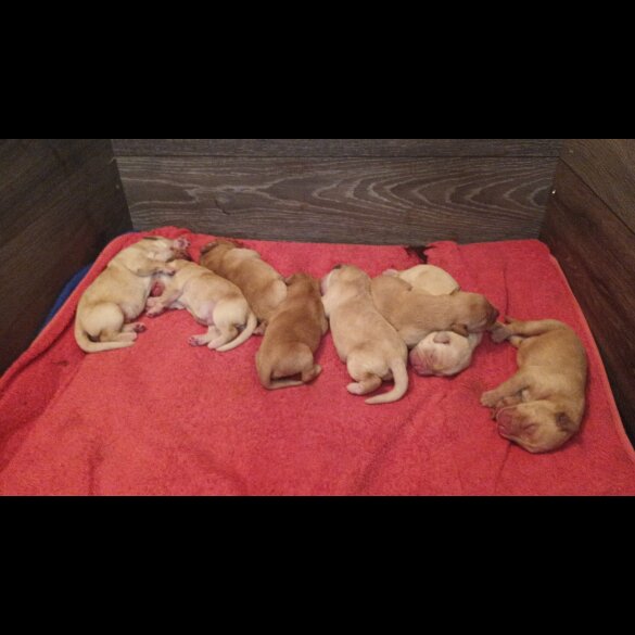 Labrador Retriever
