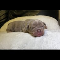 English Bulldog