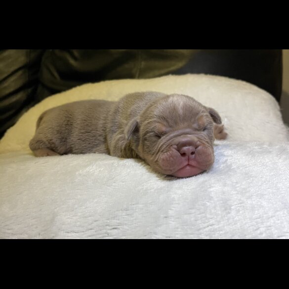 English Bulldog