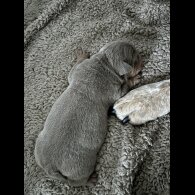 English Bulldog