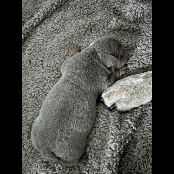 English Bulldog