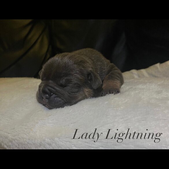 English Bulldog