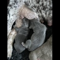 English Bulldog