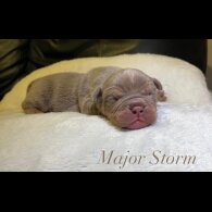 English Bulldog