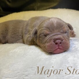 English Bulldog