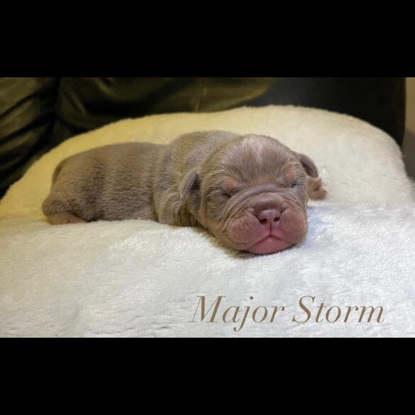 English Bulldog