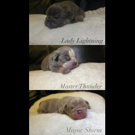 English Bulldog
