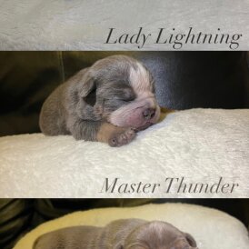 English Bulldog