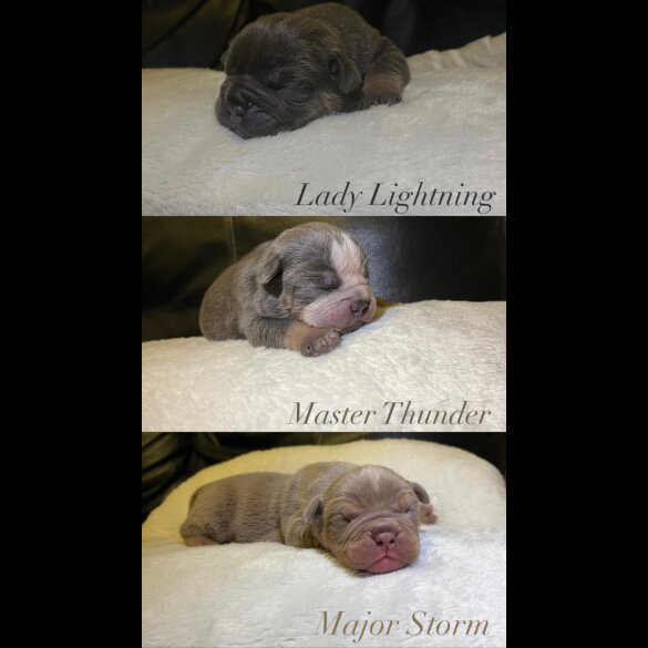 English Bulldog